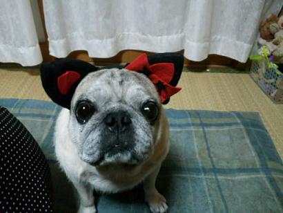 musha09090.jpg